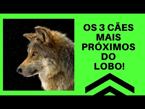 Vídeo: Como fazer um peso de ganho de gato