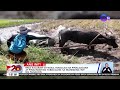 Mga kalabaw at baka, madalas na pinaliliguan at pinaiinom ng tubig... | Balitanghali