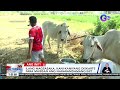 Mga kalabaw at baka, madalas na pinaliliguan at pinaiinom ng tubig... | Balitanghali