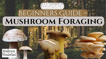 Beginners Guide to Wild Mushroom Foraging - 2024