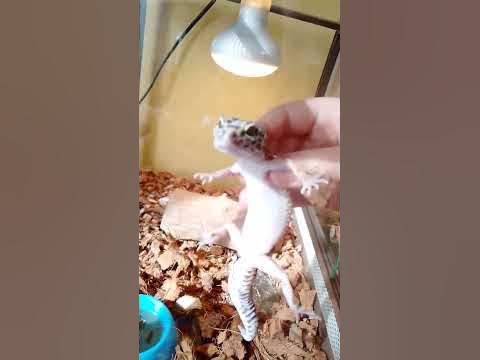 эублефар - YouTube