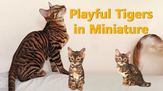 7 WAYS TOYGER CATS ARE DIFFERENT FROM OTHER CATS