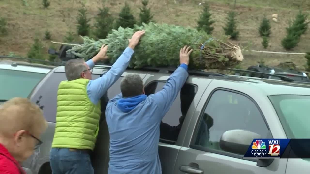 Sparta Christmas tree farm facing shortage, but sales and spirits still