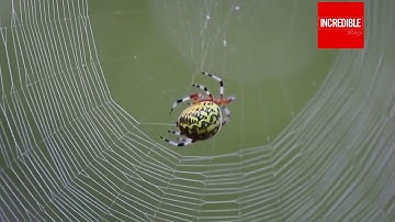 How Spiders Build Webs to Capture Preys | Timelapse & Closeup