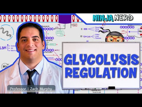 Video: Verschil Tussen Glycolyse En Gluconeogenese