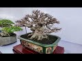 Nghệ Thuật Bonsai - Triển Lãm Mùa Xuân | Gã Đầu Bạc - Vua Tùng