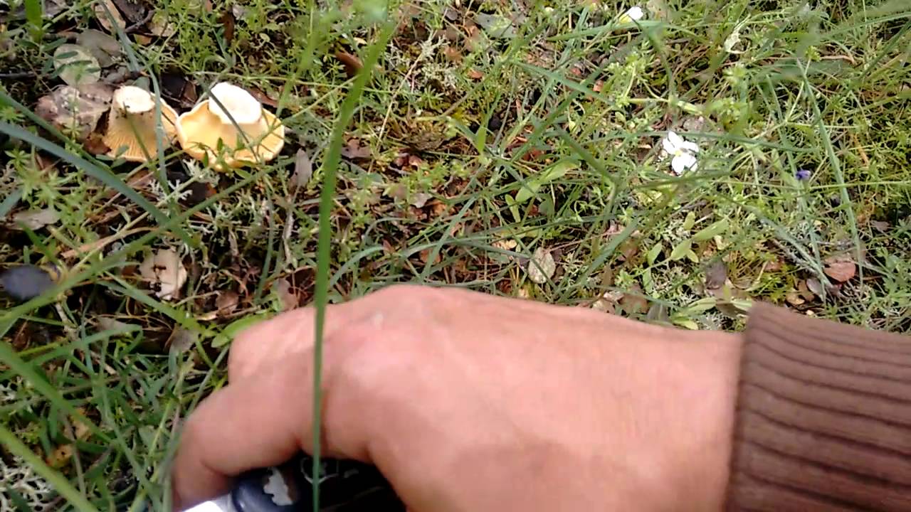 Cantharellus subpruinosus a principios de junio