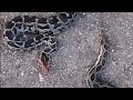 अजगर साप और घोणस साप इन दोनों का फर्क | Difference of Indian rock python and Russell's viper snake