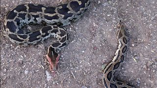 अजगर साप और घोणस साप इन दोनों का फर्क | Difference of Indian rock python and Russell's viper snake