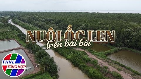 Nhịp sống đồng bằng: Nuôi ốc len trên bãi bồi