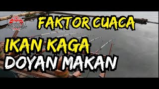 MANCING IKAN NILA || SEBELUM IKAN PADA M4BOK ||