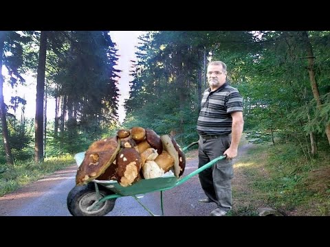 Video: Je Možné Smažit Houby