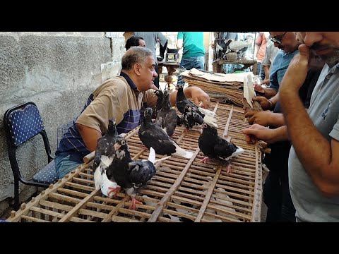 سوق الحمام ارتفاع اسعار الحمام في سوق الجمعه السيدة عائشة يوم 2025 10 10 حمام غزار ابو مجدي