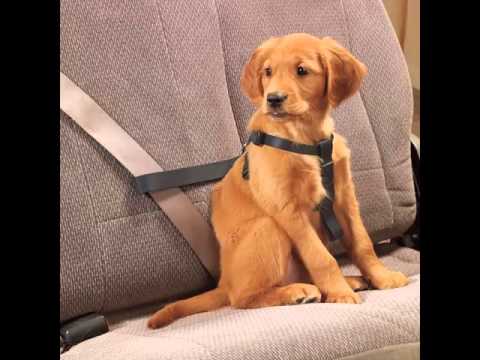 dog seat belt petsmart dog seat belt petsmart