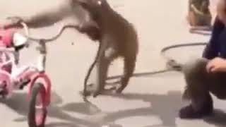 Maymun İle İnsanın Sigara Kavgası Komedi̇i̇