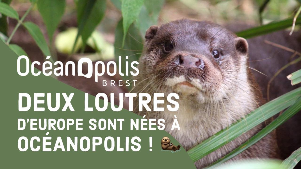 Loutre d'Europe - NaturOparC