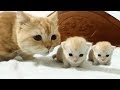 Cute Cats And Kittens & Kitty videos compilation 2018