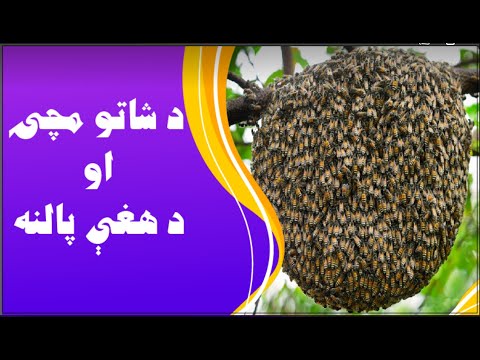 د شاتو مچۍ او د هغې پالنه | Honey Bees and Their Preservation