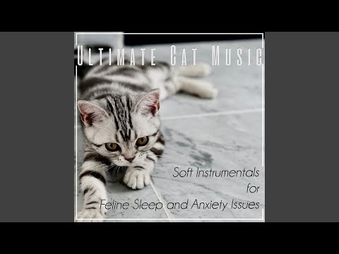 anti-anxiety-for-cats