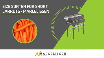 Size Sorter for Short Carrots - Marcelissen