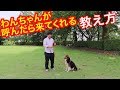 犬のしつけ わんちゃんのトレーニング 呼び戻し編