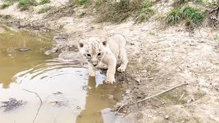 Маленькая львица учится БЫТЬ ВЗРОСЛОЙ !!! Пока что гуляет только вместе с взрослыми львицами !