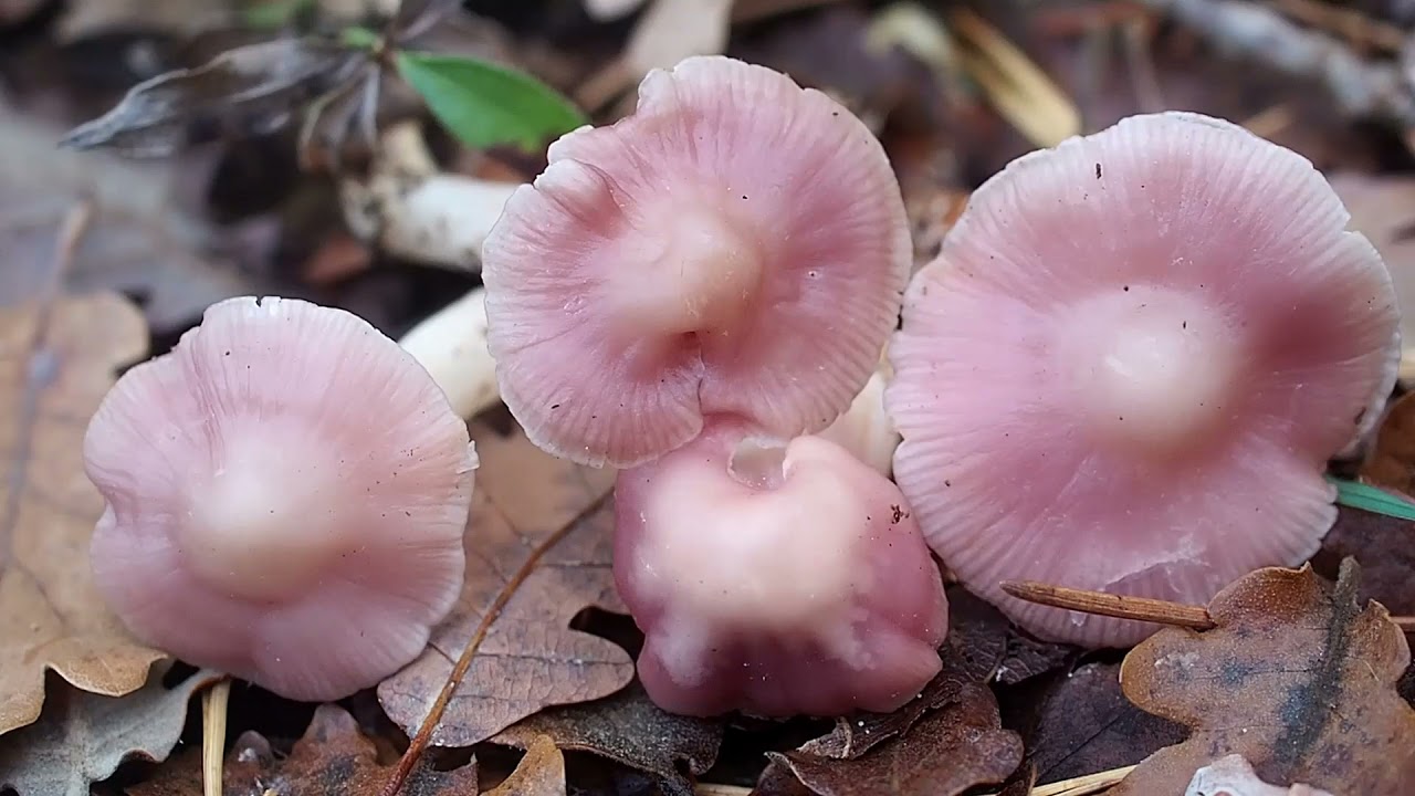 Mycène rose (Mycena rosea)