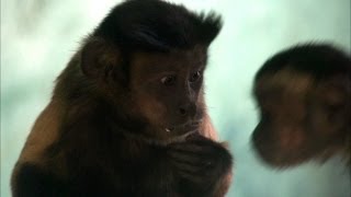 Capuchin Monkey Fights For Equal Rights - Inside The Animal Mind Episode 3 - Bbc