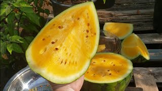 SweetGlo Watermelon Harvest & Review! How to Pick Ripe Garden Melons! Sweet Crisp Tangerine Flesh!