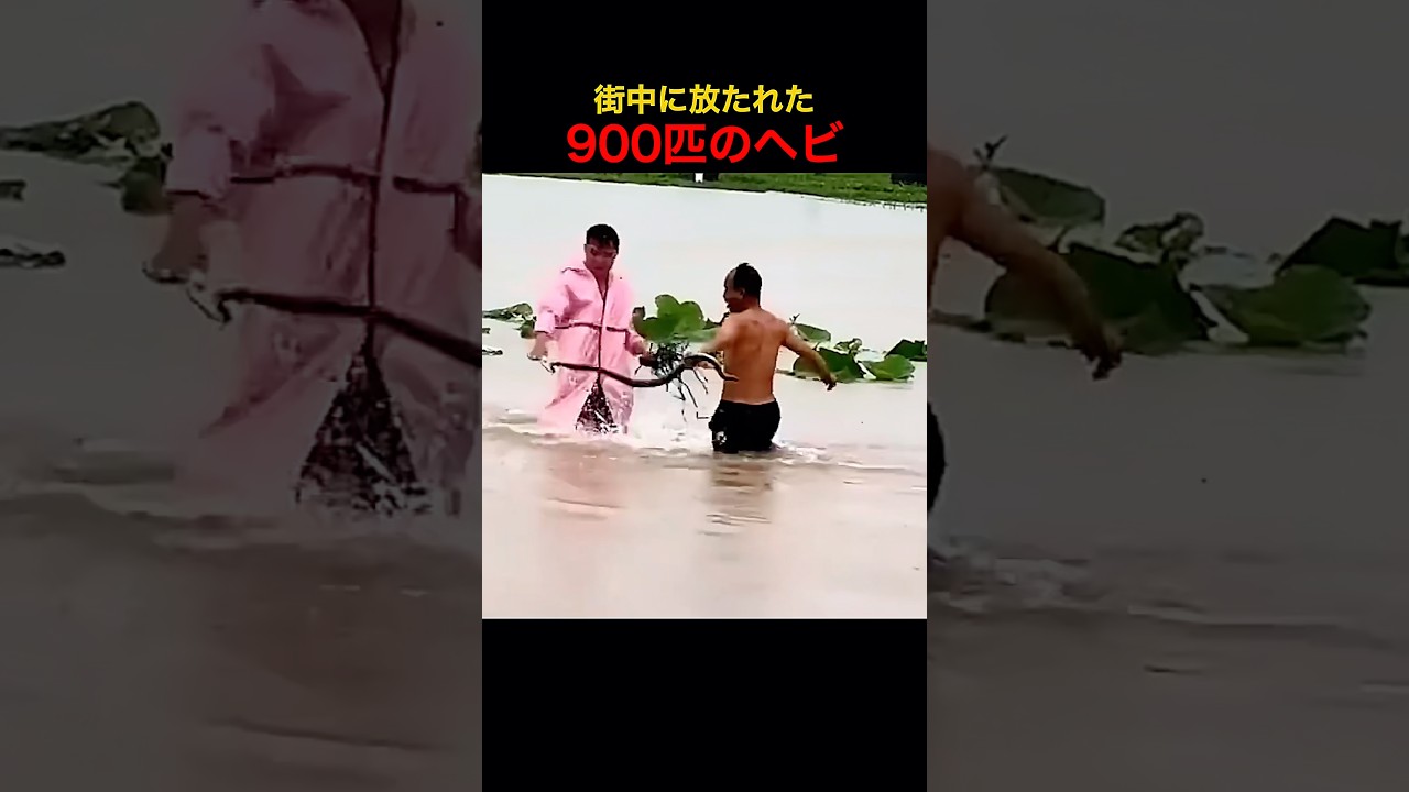 町中に放たれた900匹のヘビ