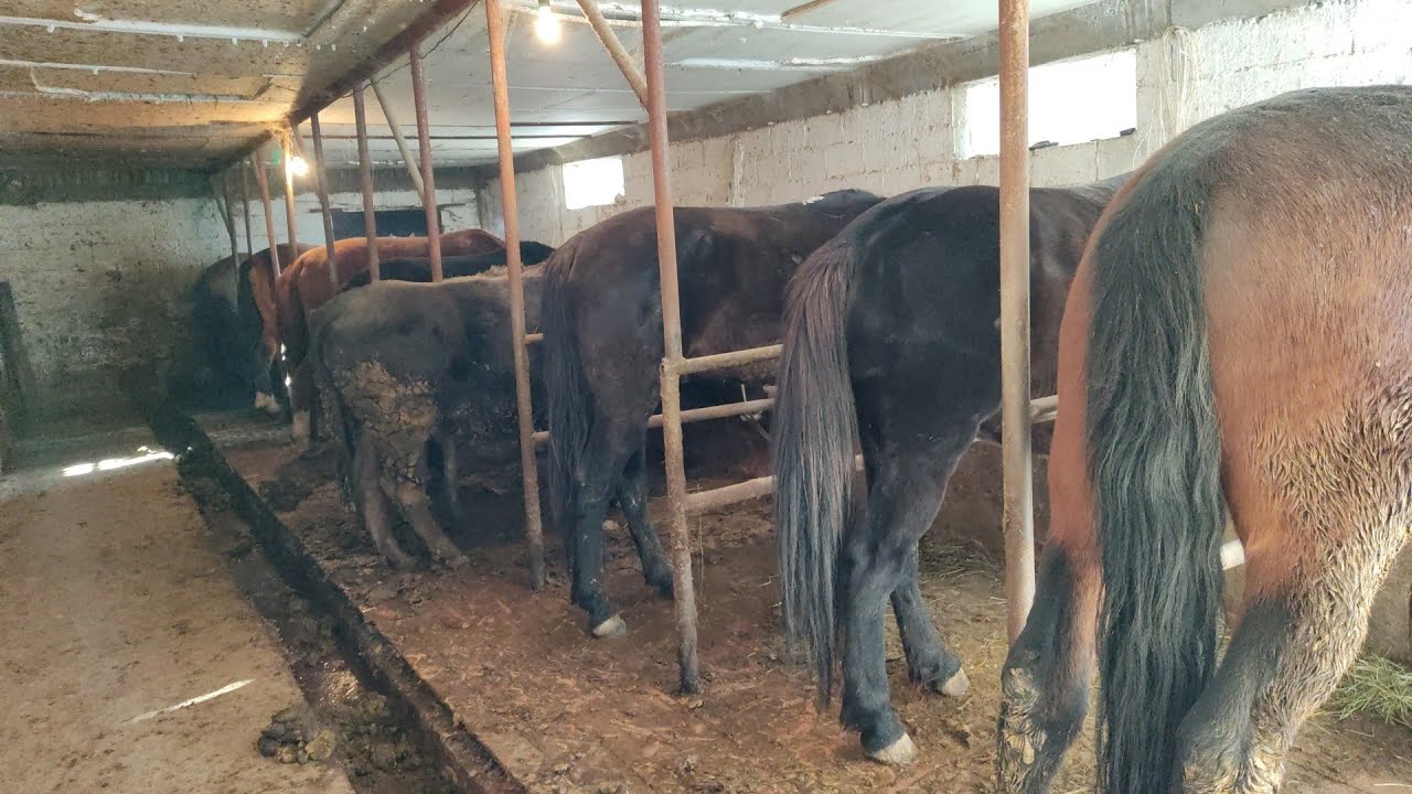 МИРЛАН ТАКСЫР 2-болук.эээн кызыктуу майек болду☝️