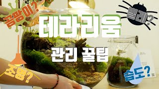 If you are curious about how to care for your terrarium