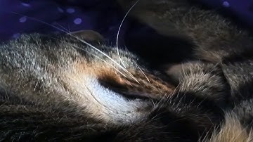What Does a Cat Snore Sound Like? Cat Snorer.