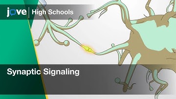 Synaptic Signaling | Bio | Video Textbooks - Preview