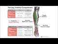 Anterior Leg Compartment | Origins, Insertions, & More