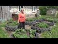 Земляника в тракторных колёсах, опыт использования. Strawberries in the tractor wheels