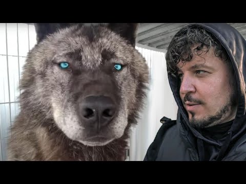 Видео: САМЫЙ ГИГАНТСКИЙ ВОЛК В МИРЕ! Невероятная история канадского волка. Giant wolf in the world!