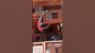 Cara muat ayam kandang closhos d karawang MOBIL SPM MAMAH MUDA