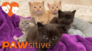 🔴 FORMERLY LIVE: 6 Newborn KittenCam 24\/7 powered by | PAWsitive 🧡