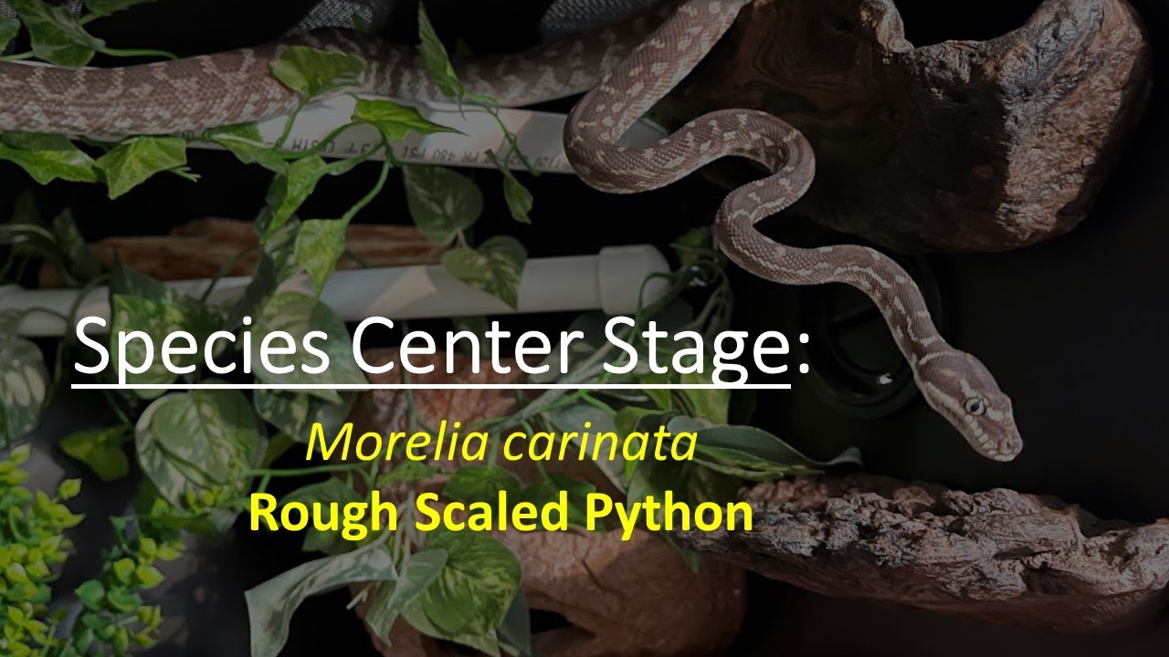 Species Center Stage: Rough-Scaled Python - YouTube
