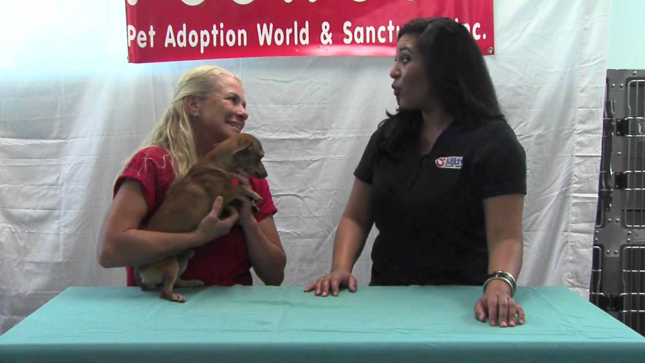 petco hours Peewee's Pet Adoption - Paws for Pets - Chico