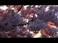 Canon 6D Test - Cherry Blossoms DC Sunset