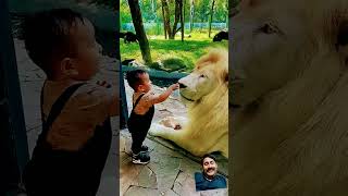 beautiful videos lion vs animals zoo cute lion