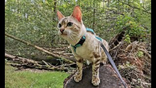 Snow Bengal Katze auf Libellenjagt im Wald by Phestina 378 views 1 year ago 3 minutes, 14 seconds