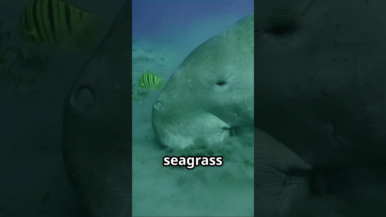 Manatee Facts You Can't Miss!