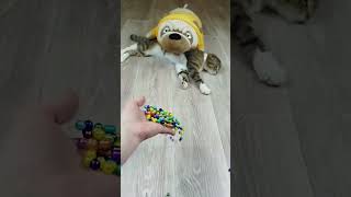 Cat Barsik Dog Marbles 💕 Satisfying reverse video