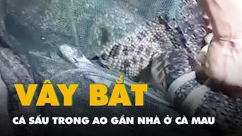 Video người dân bắt trói cá sấu trong ao gần nhà ở Cà Mau