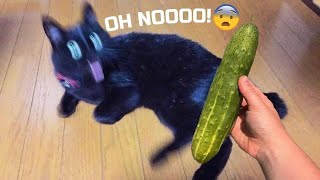 LOL  1 Hour Trending Of  Funniest Cats and Dogs  |Aww Pets