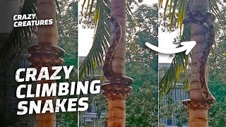 Snakes Climbing Trees Is Oddly Satisfying by Crazy Creatures 1,328 views 1 year ago 3 minutes, 3 seconds