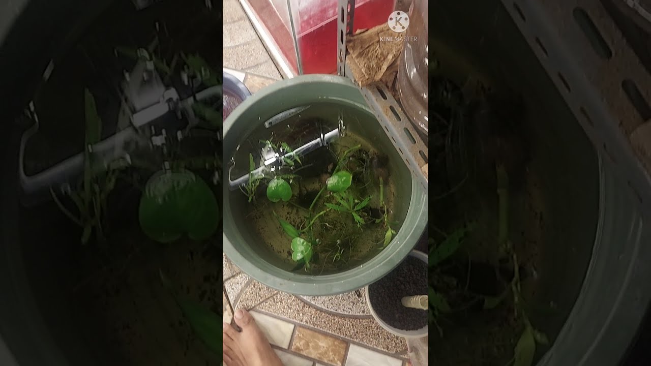 Air Guppy Tanpa Sifon, Ganti Air atau Obat2an selama Berbulan - bulan Aman?